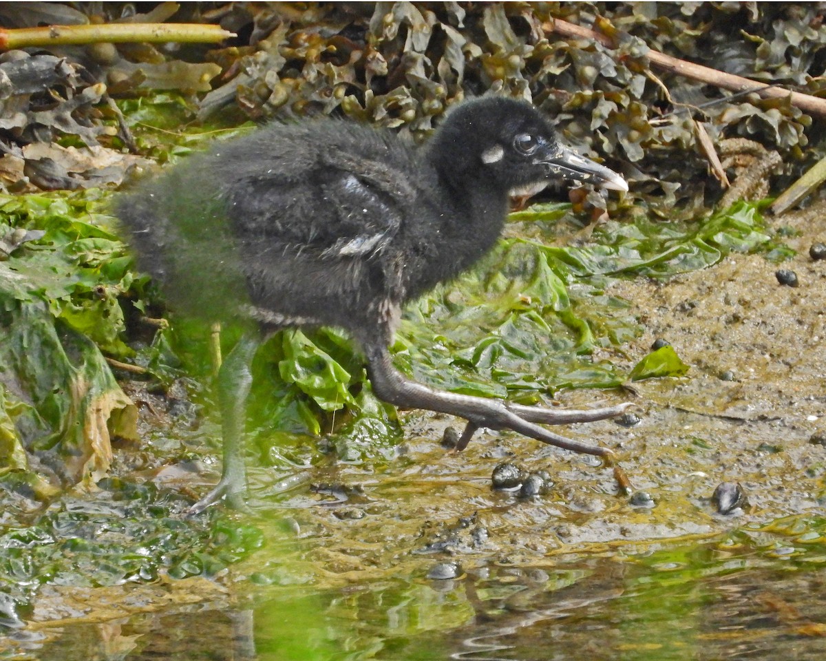 Clapper Rail - ML622075814