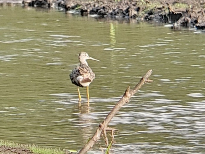 Greater Yellowlegs - ML622075870