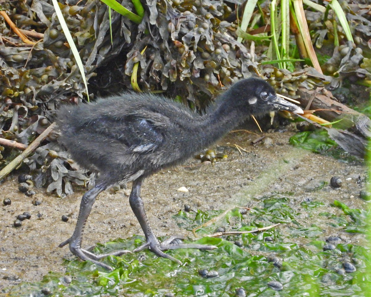 Clapper Rail - ML622075890