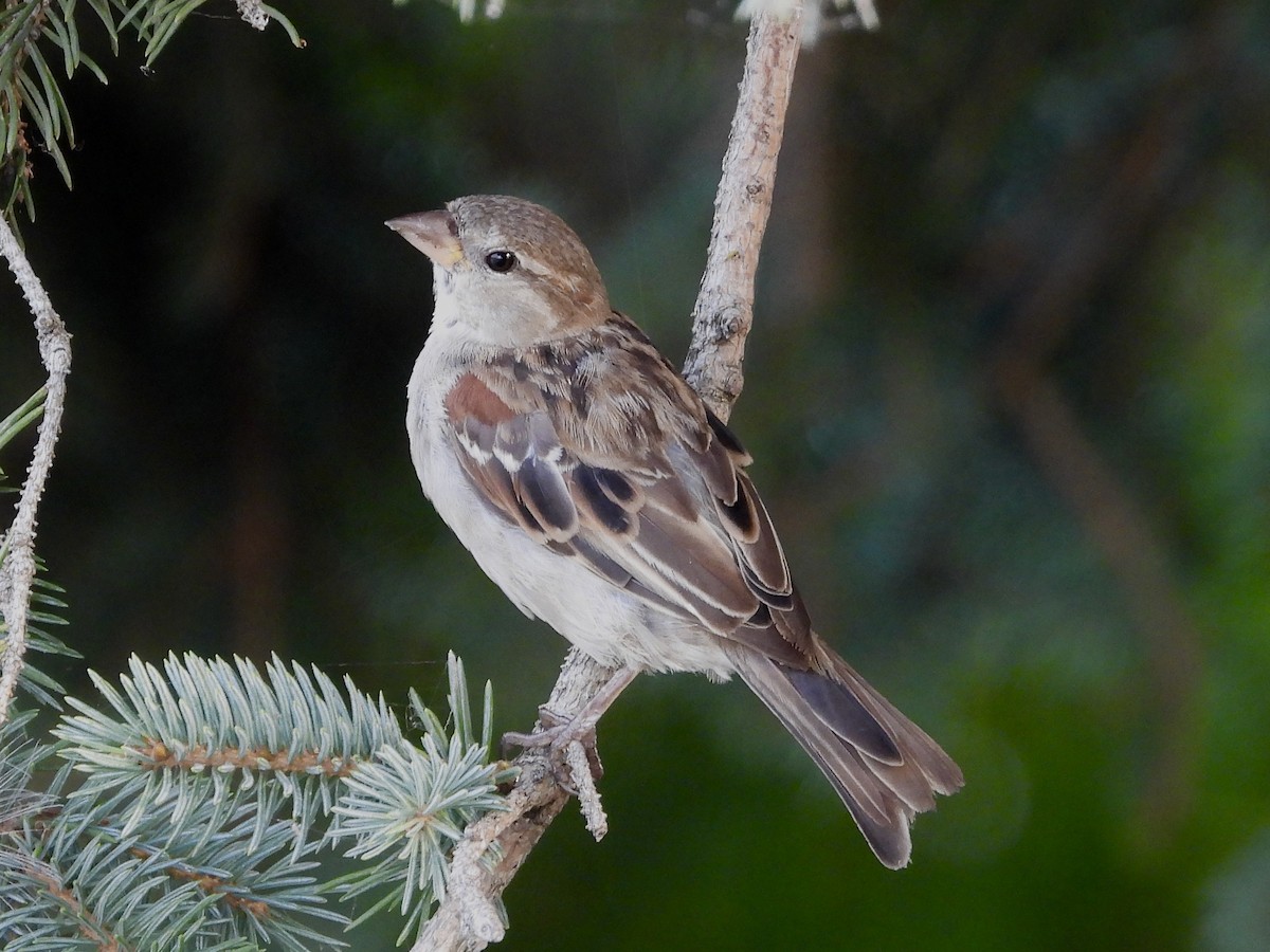 House Sparrow - ML622075891