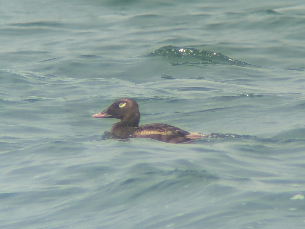 White-winged Scoter - ML622075924
