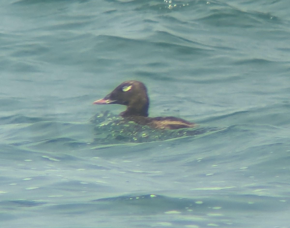White-winged Scoter - ML622075927