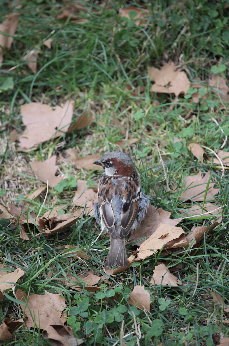 House Sparrow - ML622075962