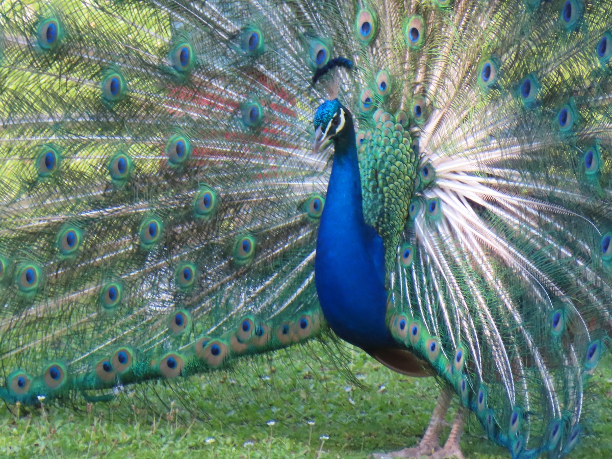 Indian Peafowl - ML622075969