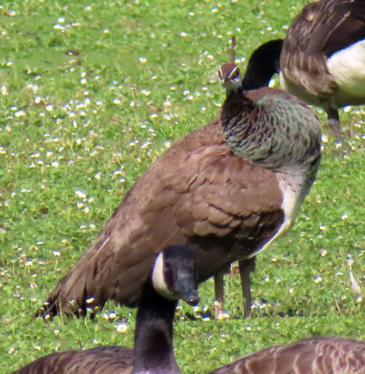 Indian Peafowl - ML622075973