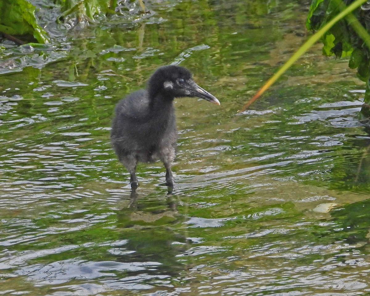 Clapper Rail - ML622075978