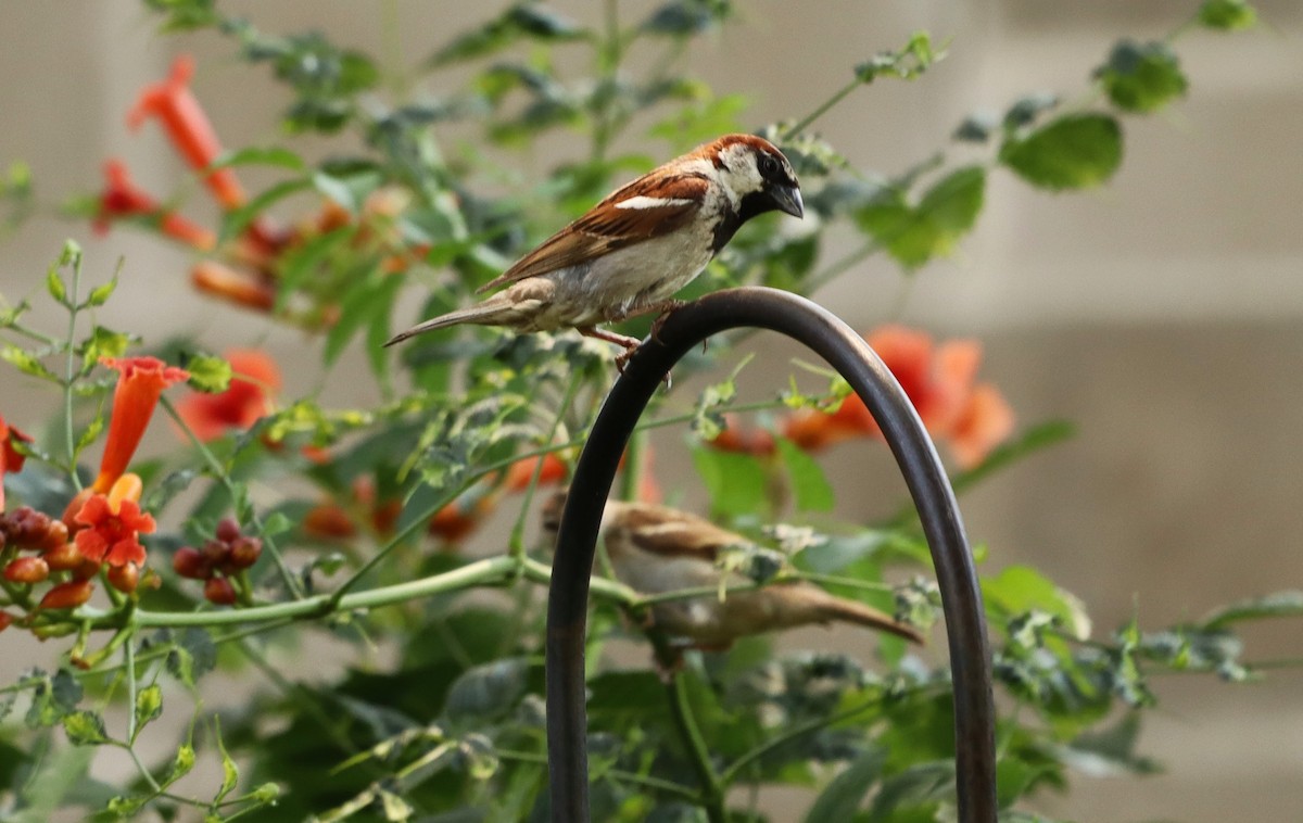 House Sparrow - ML622075979