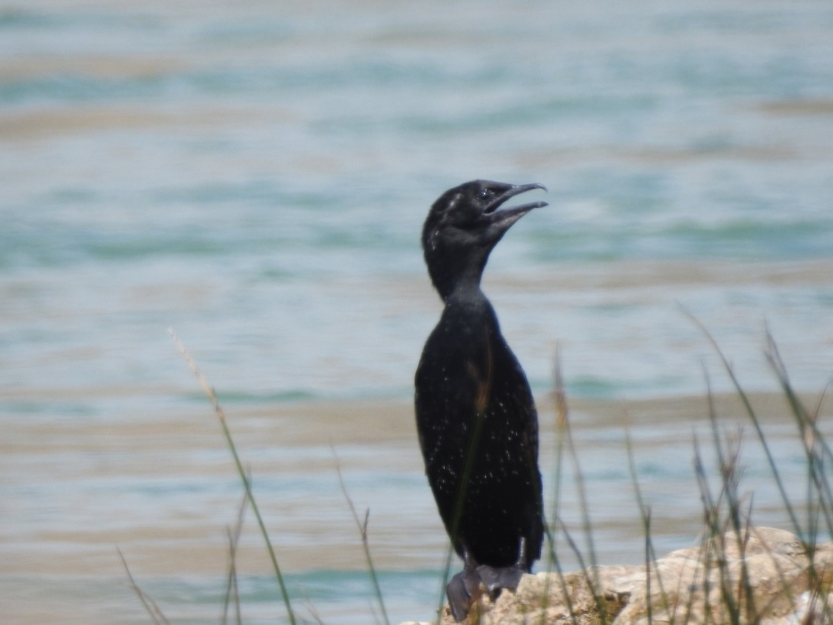 Pygmy Cormorant - ML622075984