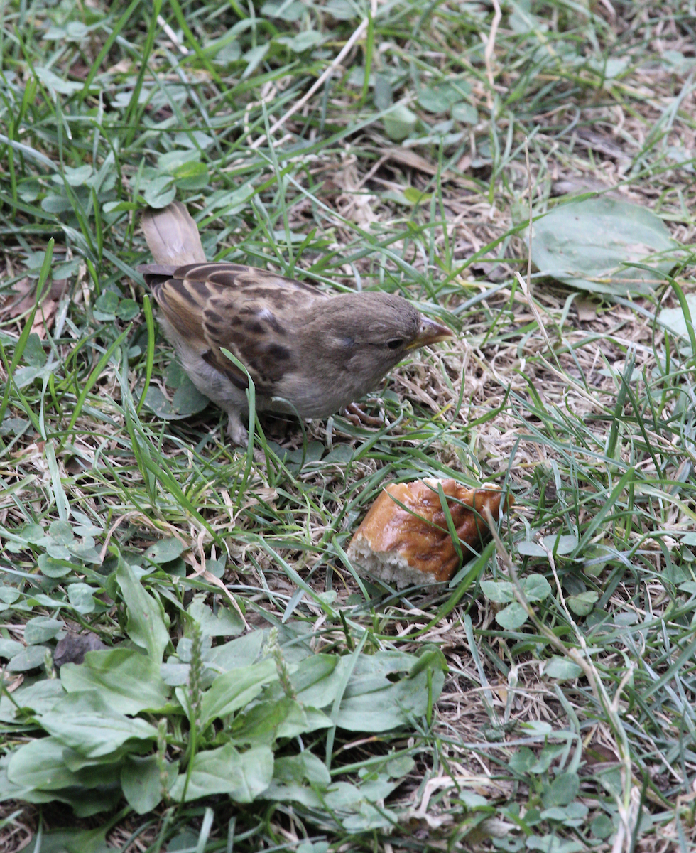 House Sparrow - ML622075985