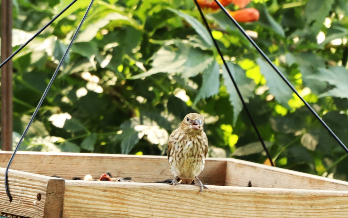 House Finch - Charlotte Croshaw