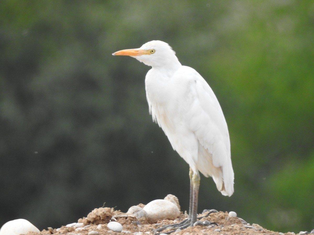 Western Cattle Egret - ML622076003