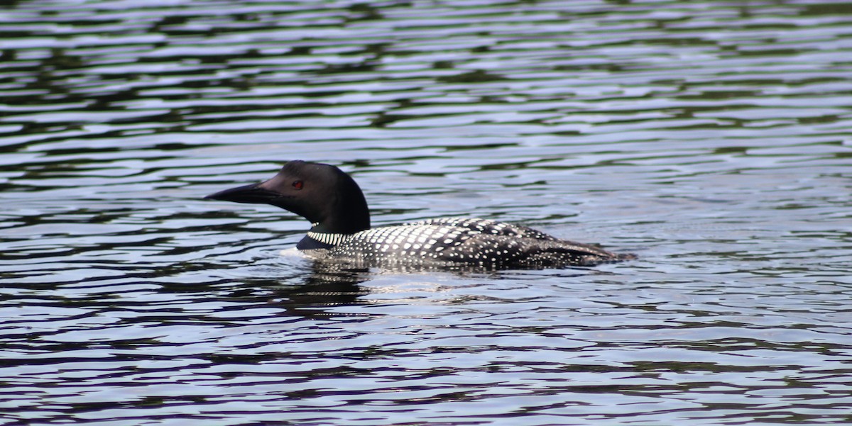 Common Loon - ML622076004