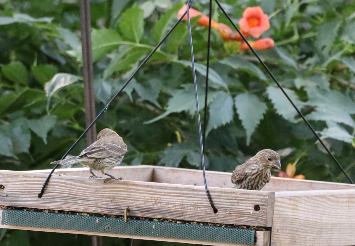 House Finch - ML622076005