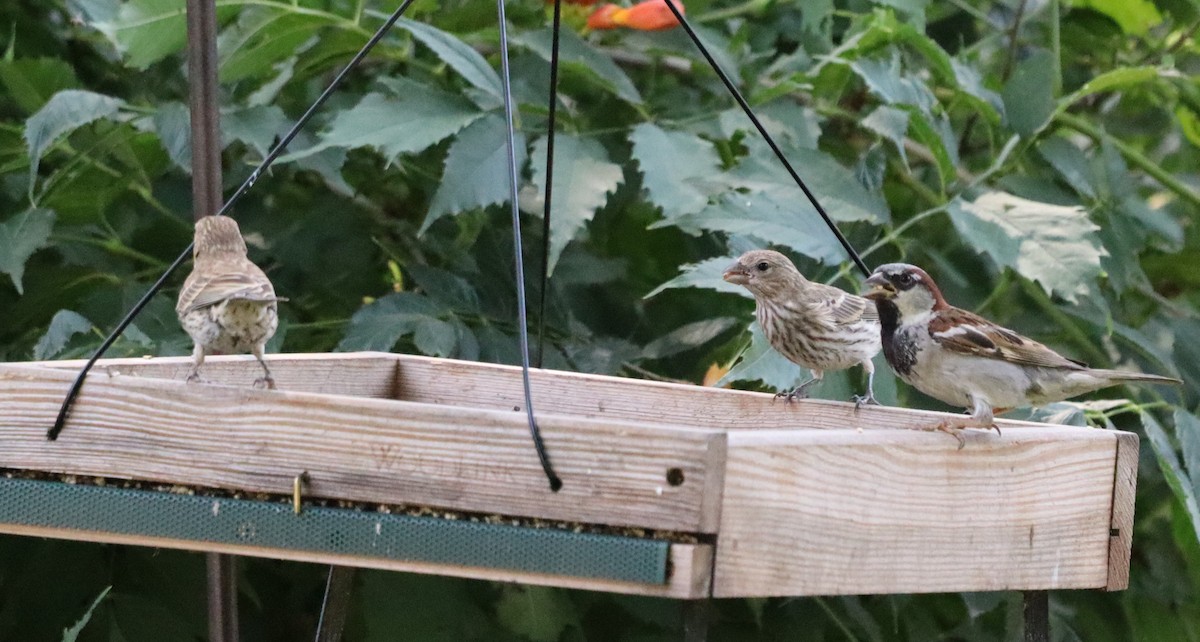 House Finch - ML622076006