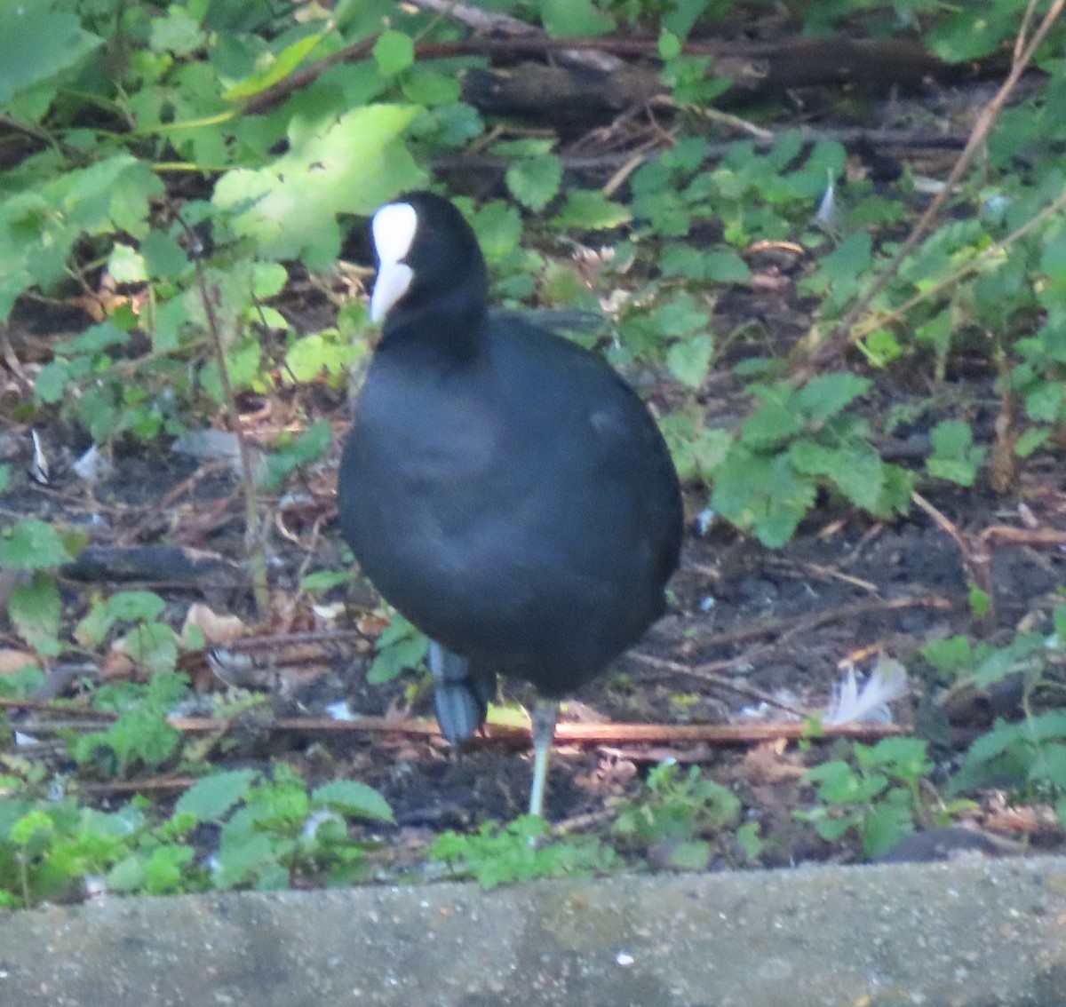 Eurasian Coot - Jeff Hollobaugh