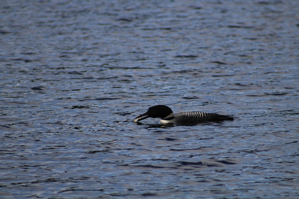 Common Loon - ML622076008