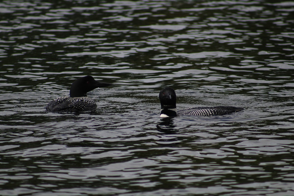 Common Loon - ML622076009