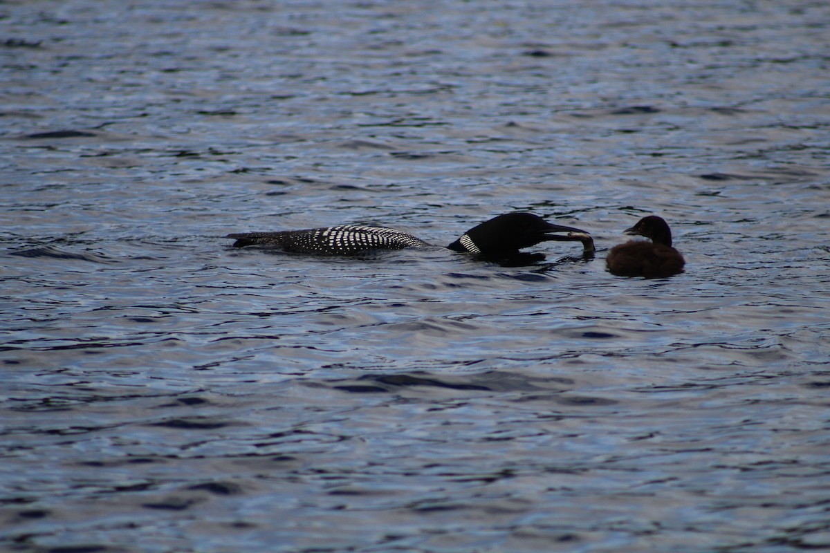 Common Loon - ML622076010