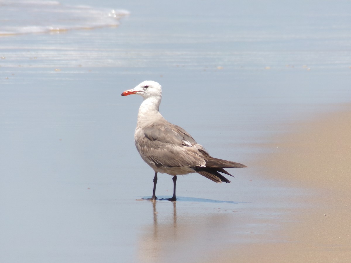 Heermann's Gull - ML622076012