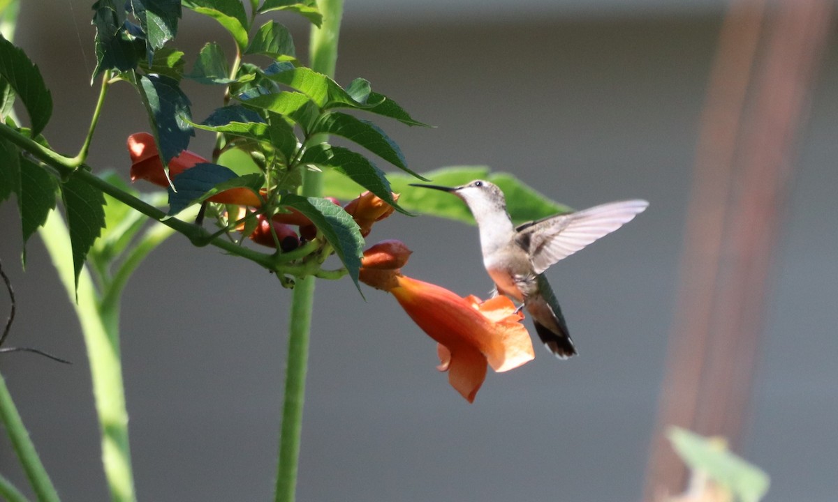 Ruby-throated Hummingbird - ML622076016