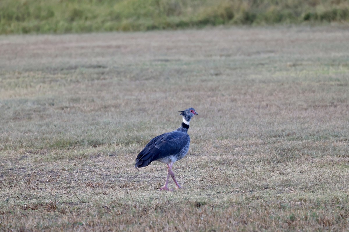 Southern Screamer - ML622076017