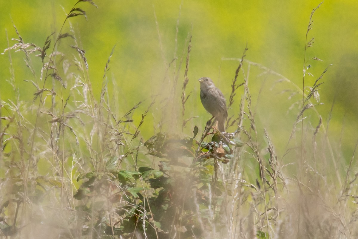 Corn Bunting - ML622076018