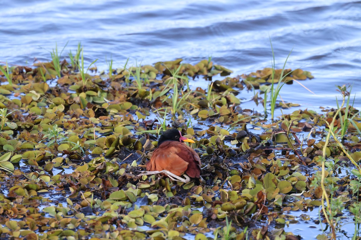 Wattled Jacana - ML622076021