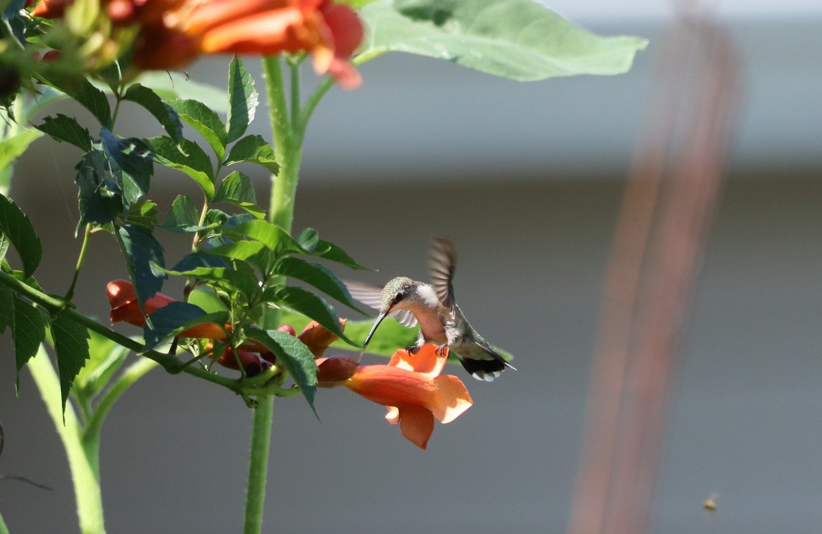 Ruby-throated Hummingbird - Charlotte Croshaw