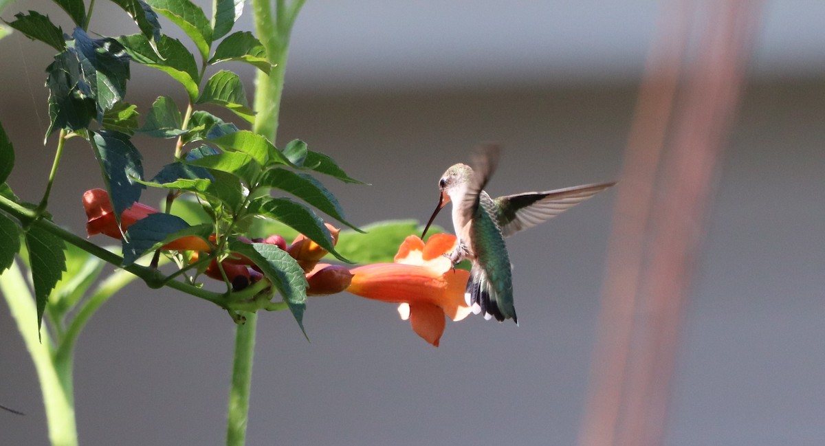 Ruby-throated Hummingbird - ML622076026