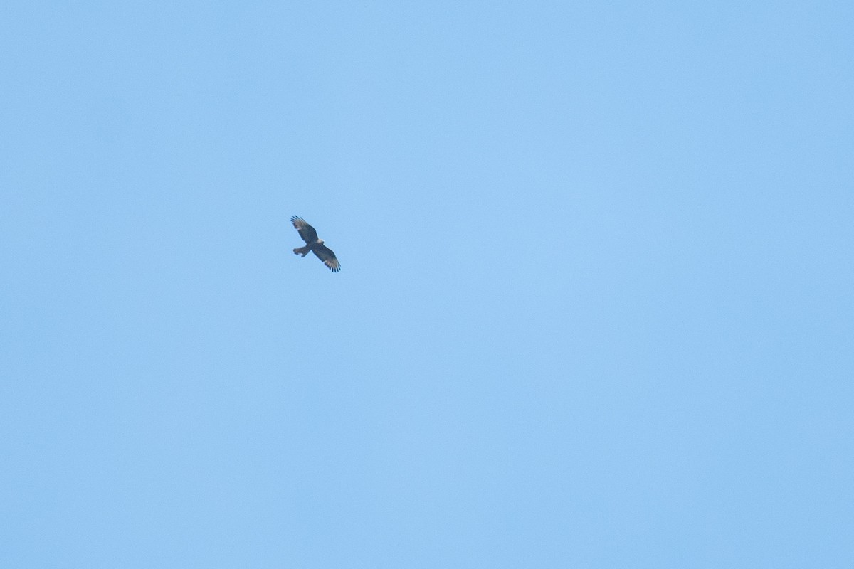 European Honey-buzzard - ML622076030