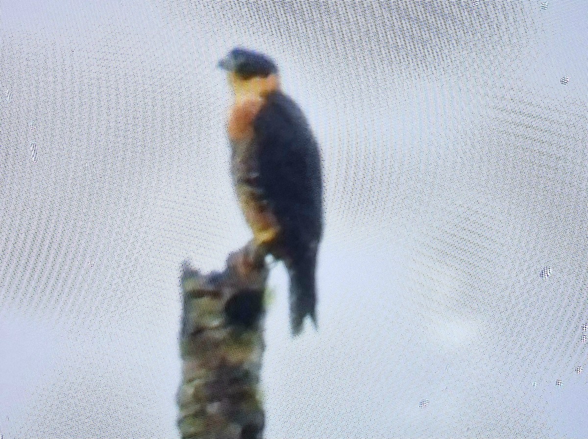 Orange-breasted Falcon - ML622076032