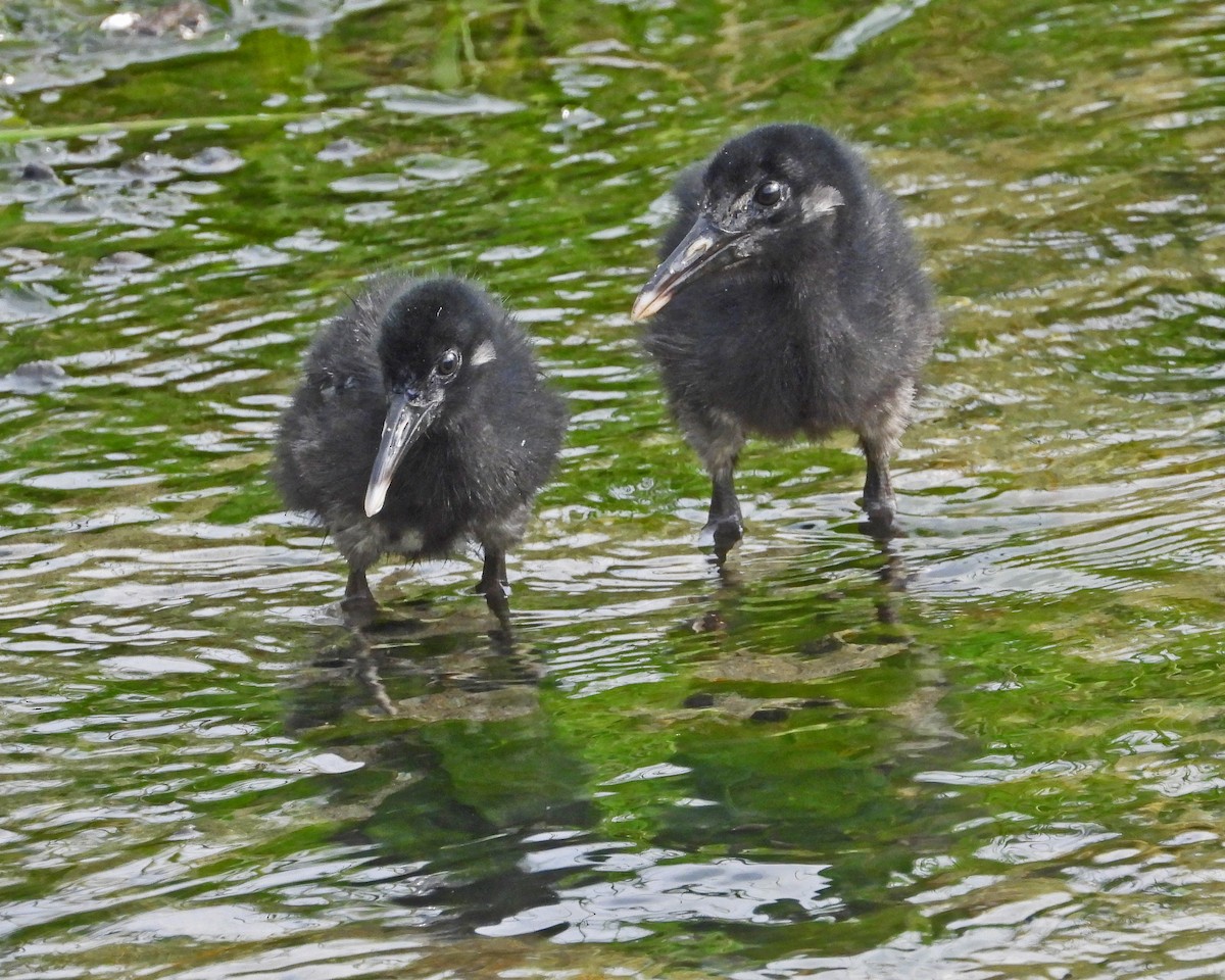 Clapper Rail - ML622076059