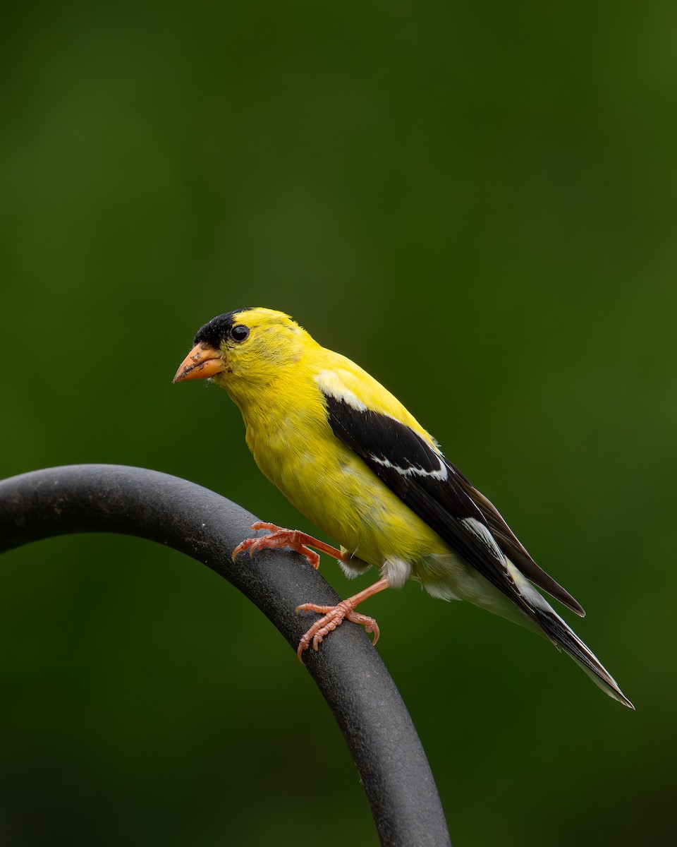 American Goldfinch - ML622076144