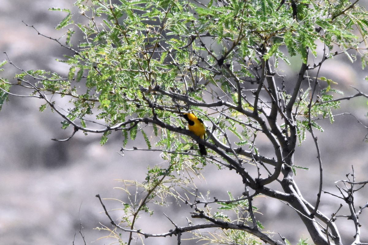 Hooded Oriole (nelsoni Group) - Katy Banning
