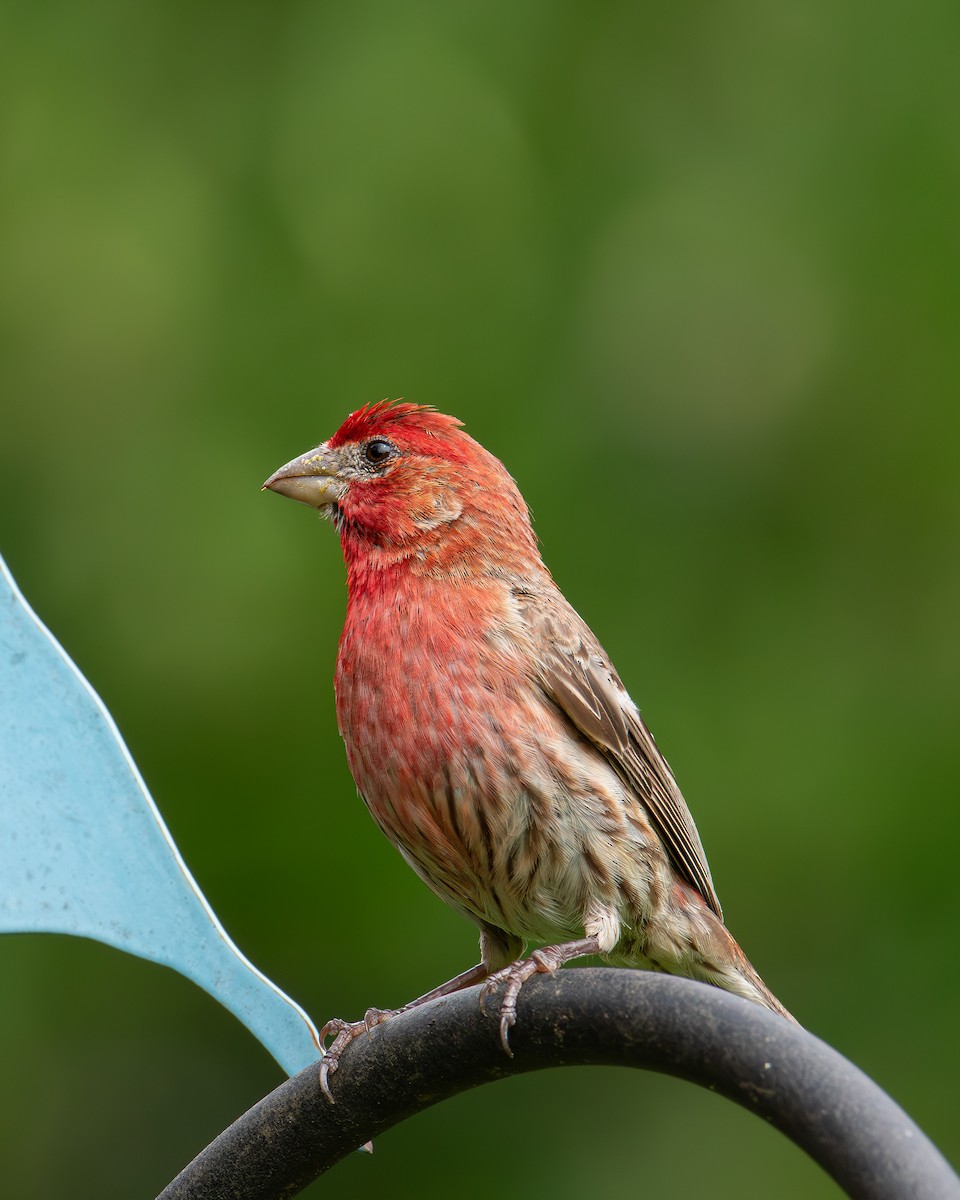 House Finch - ML622076147