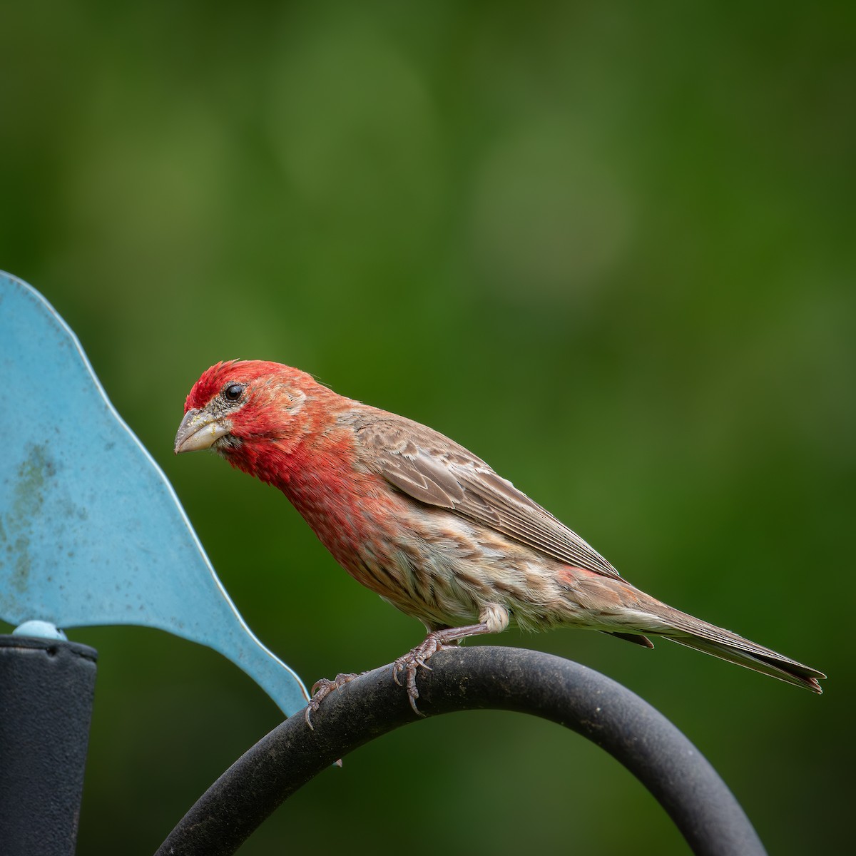 House Finch - ML622076149