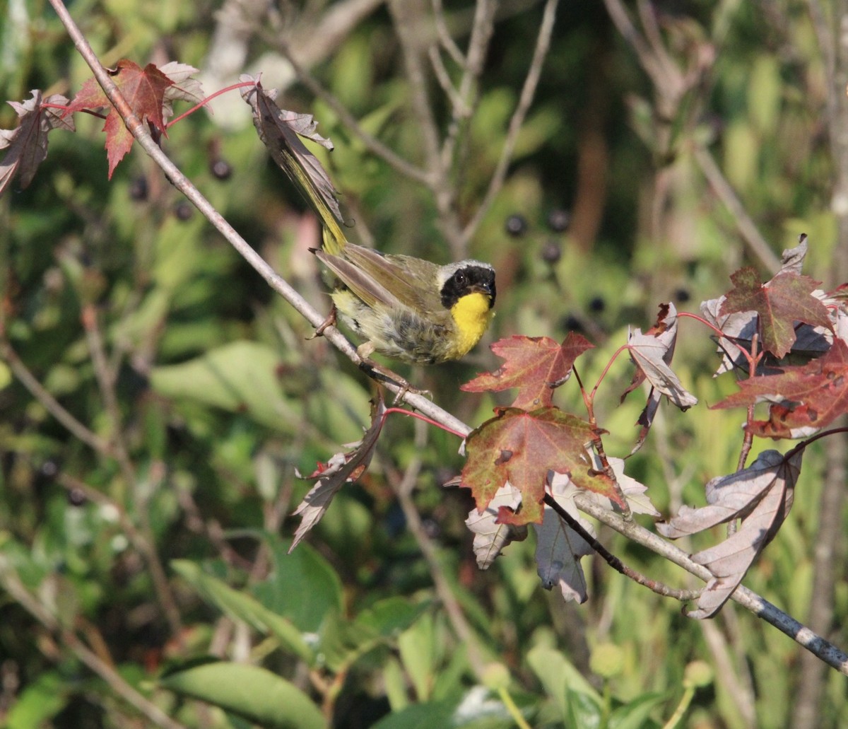 Common Yellowthroat - ML622076158