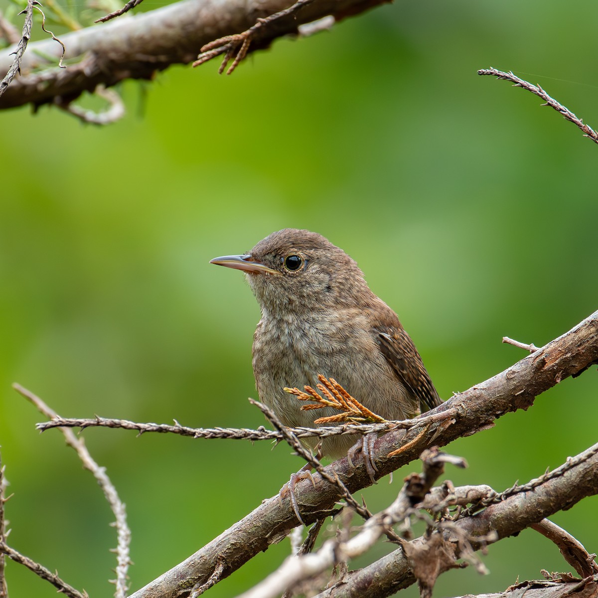 House Wren - ML622076173