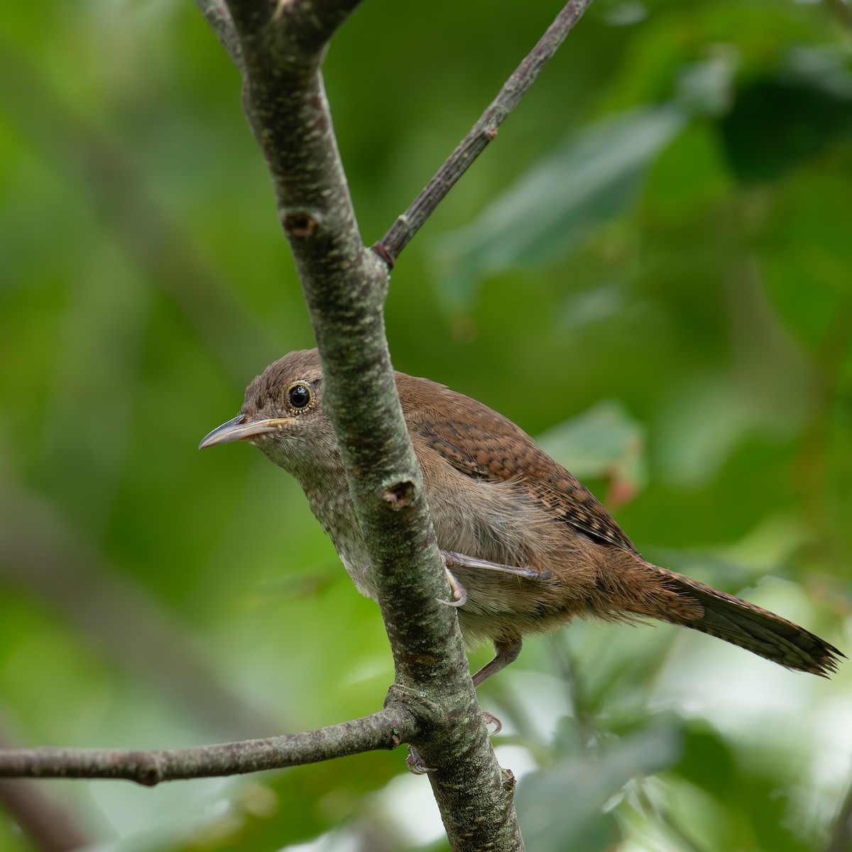 House Wren - ML622076174