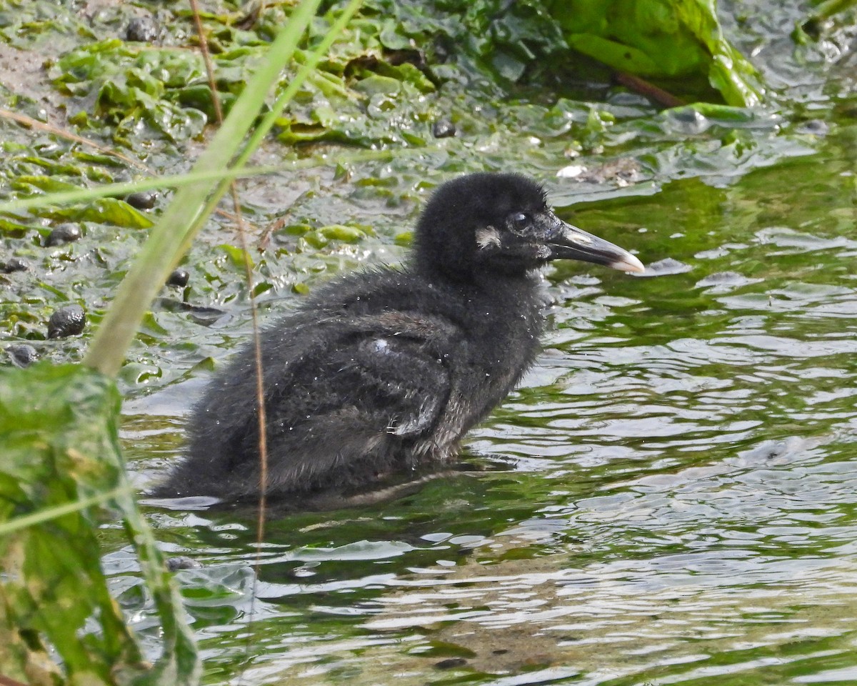 Clapper Rail - ML622076179