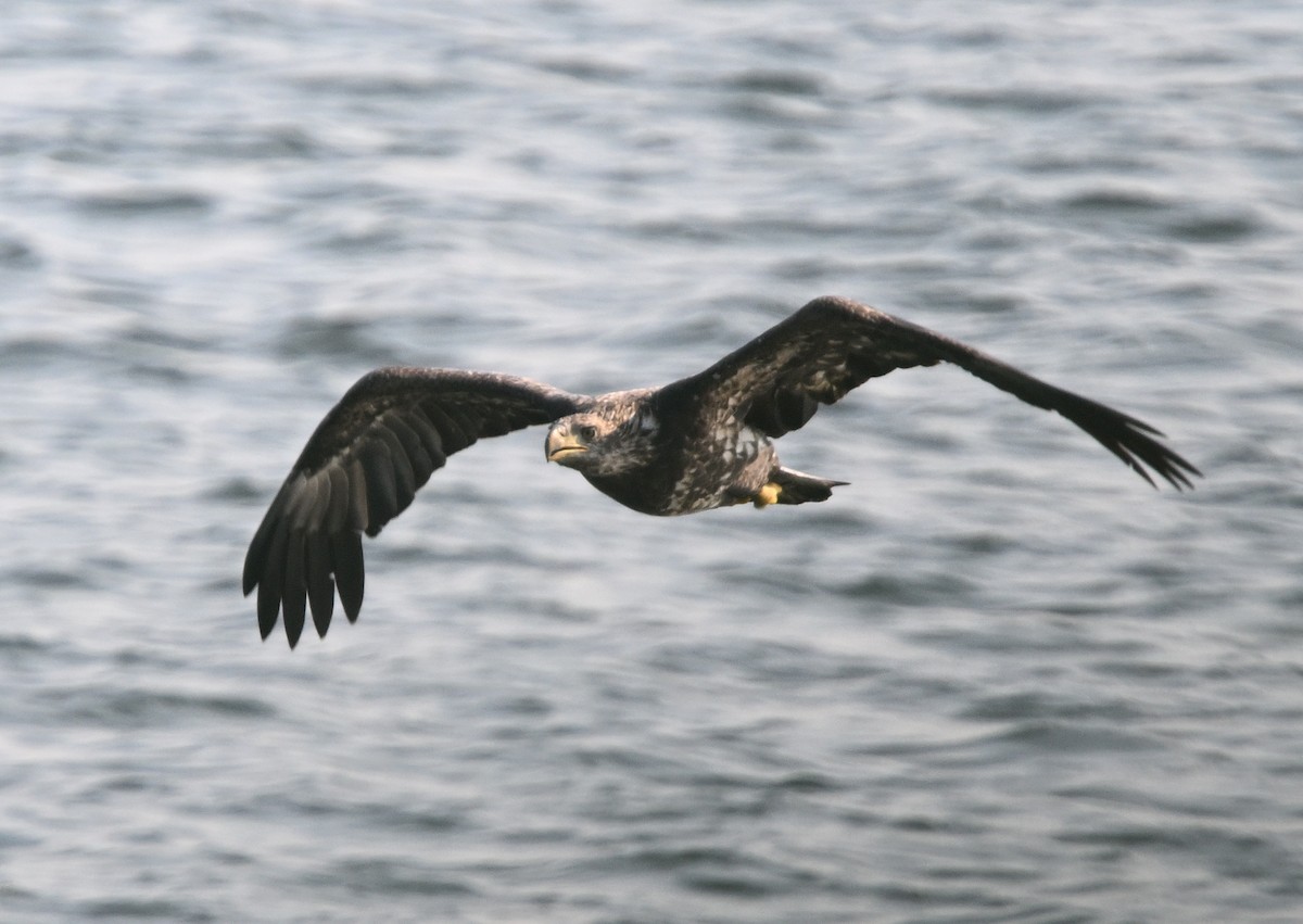 Bald Eagle - ML622076191