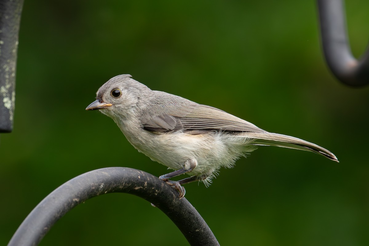 Tufted Titmouse - ML622076192