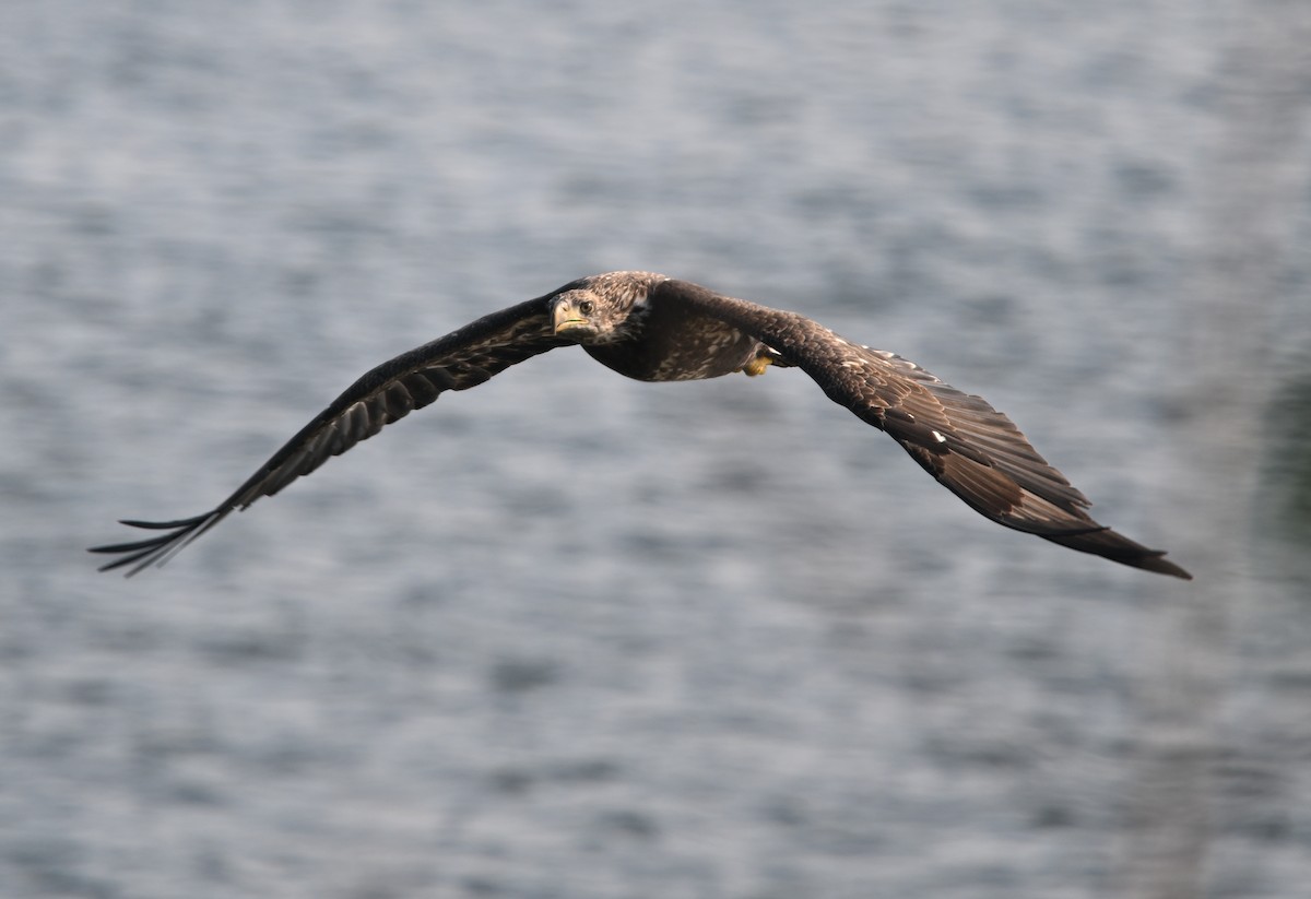 Bald Eagle - ML622076194