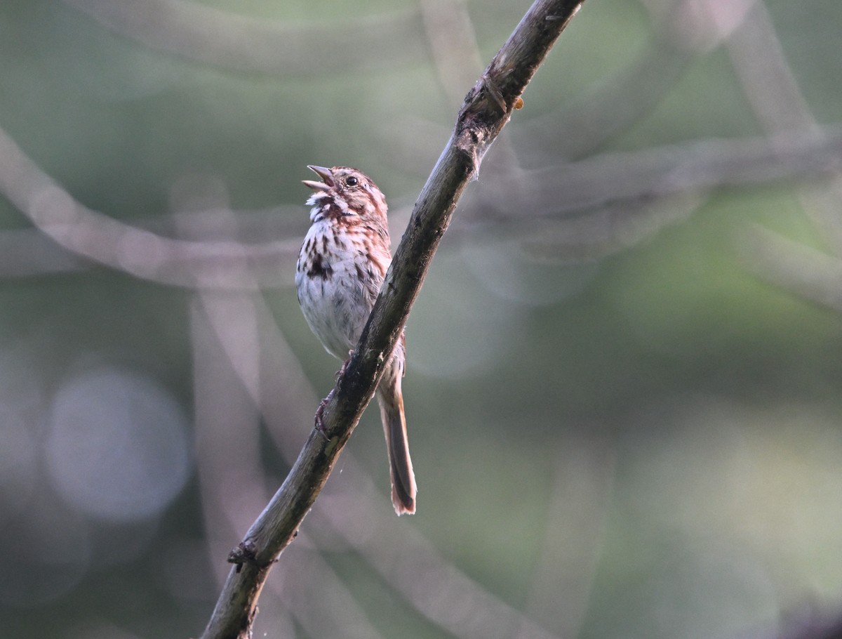 Song Sparrow - ML622076217