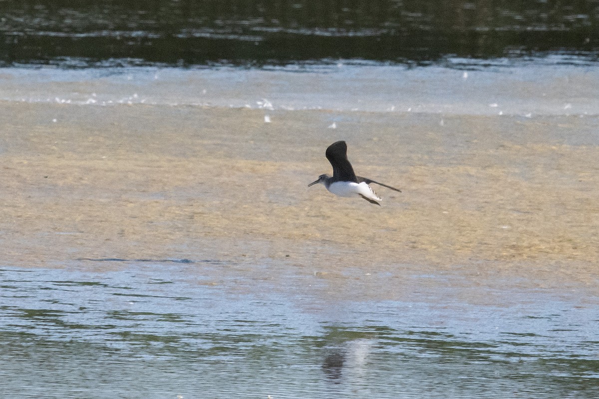 Green Sandpiper - ML622076221