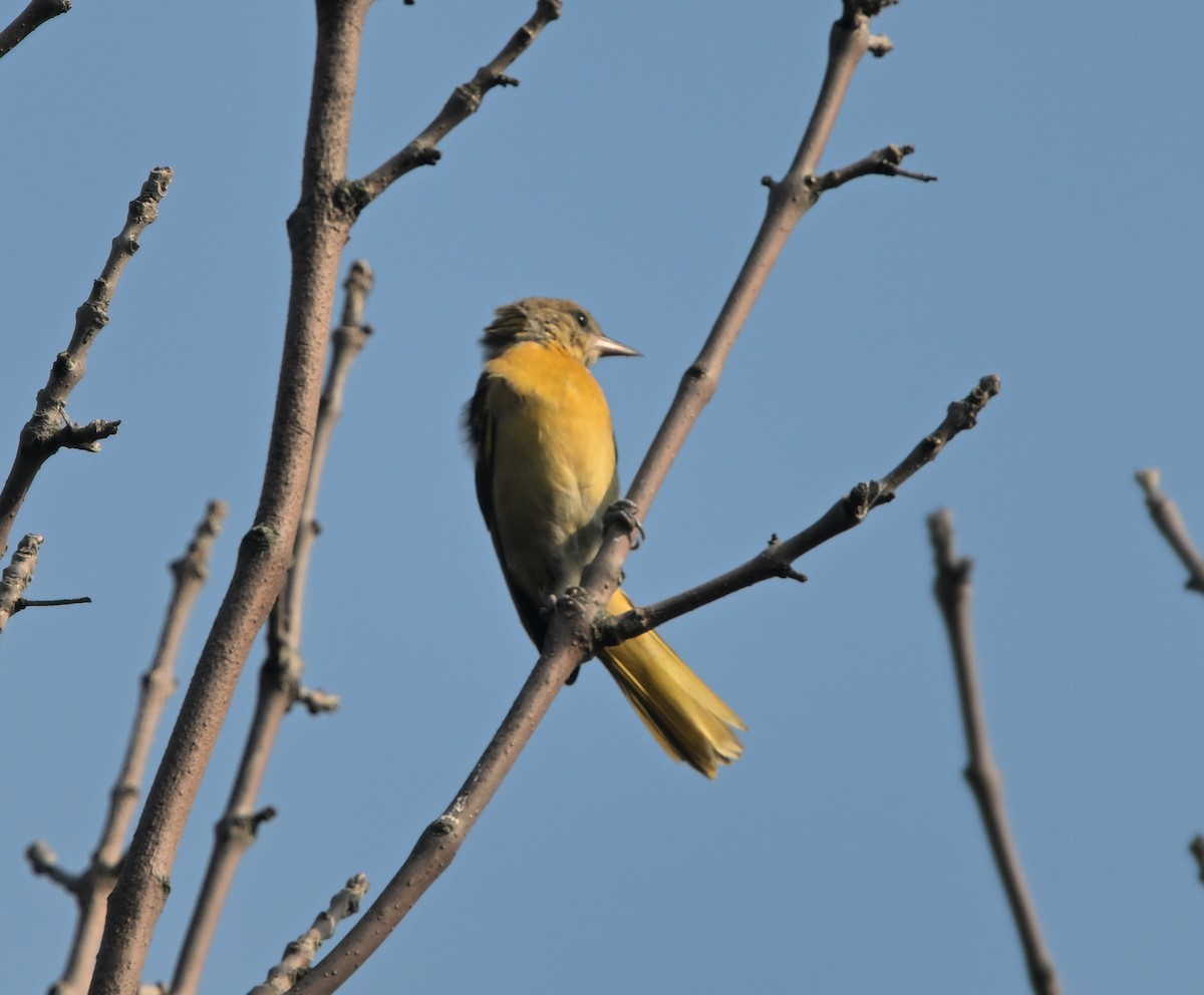 Oriole de Baltimore - ML622076235