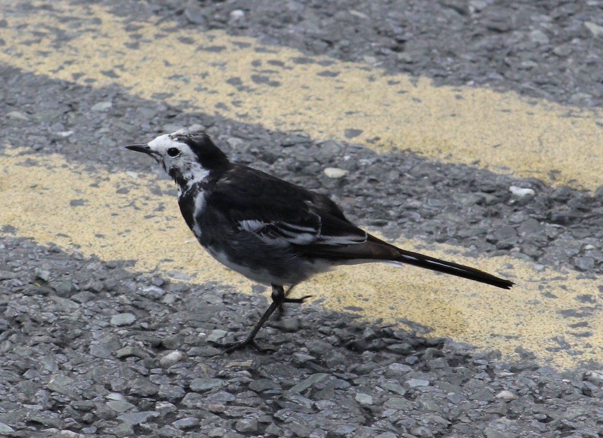 White Wagtail - ML622076307