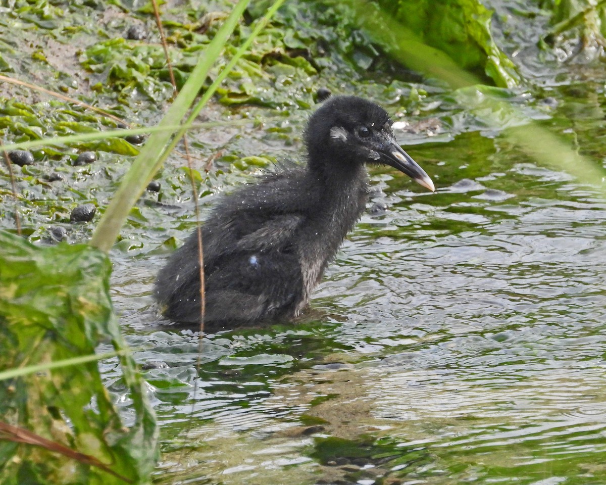 Clapper Rail - ML622076313