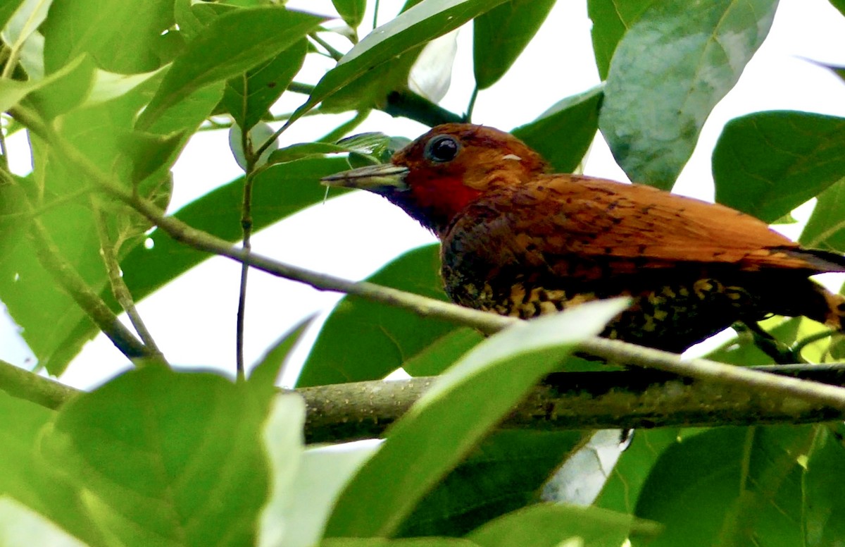 Cinnamon Woodpecker - Jim Mathews