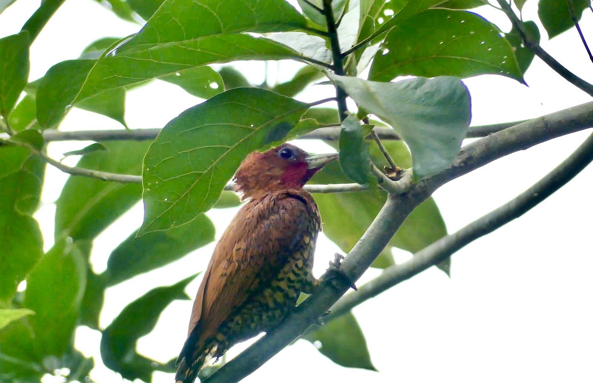 Cinnamon Woodpecker - ML622076382